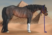 Horse Color:Brown Rabicano 