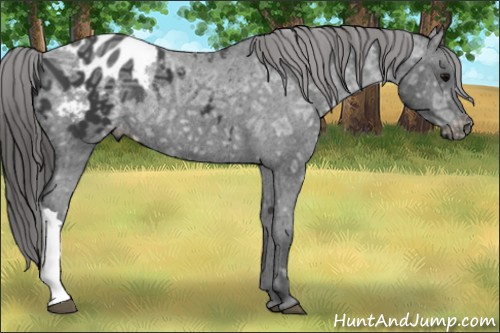 Horse Color: Brown Ice Blanket Rabicano 