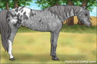 Horse Color:Brown Ice Appaloosa Rabicano 