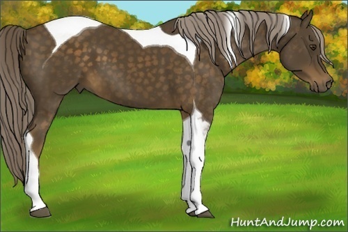 Horse Color: Chocolate Palomino Tobiano 