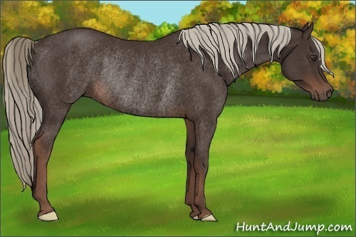 Horse Color: Liver Chestnut Rabicano 