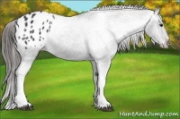 Horse Color:Black Appaloosa