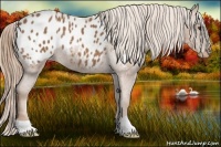 Horse Color:Chestnut Appaloosa Rabicano 