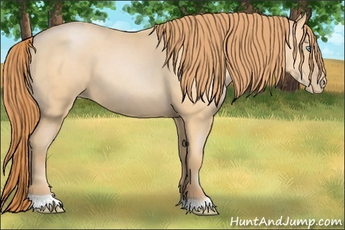 Horse Color: Buckskin Pearl 
