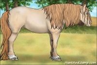 Horse Color:Buckskin Pearl 
