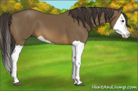 Horse Color:Buckskin Splash 
