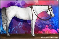 Horse Color:Gray Bay Appaloosa 