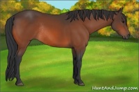 Horse Color:Bay Rabicano 