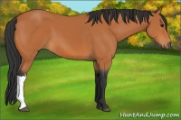 Horse Color:Bay 