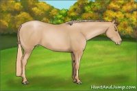 Horse Color:Chestnut Pearl