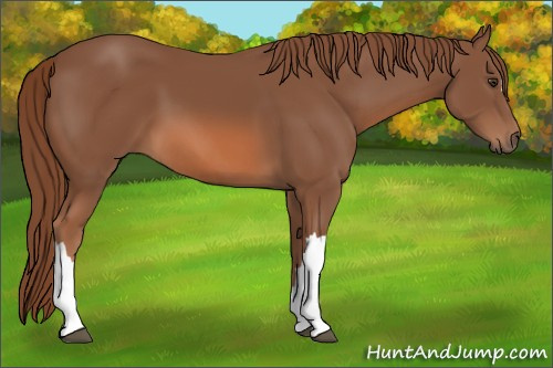 Horse Color: Chestnut 
