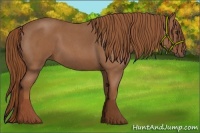 Horse Color:Red Roan