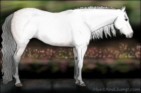 Horse Color:Gray Bay Roan 