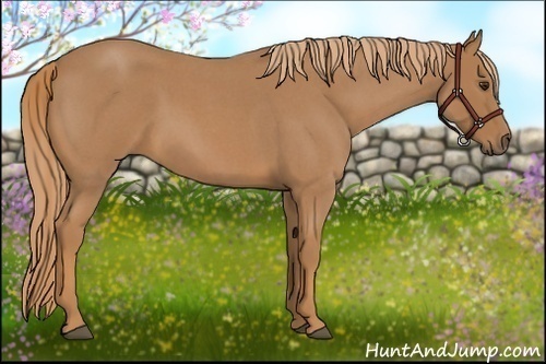 Horse Color:Red Roan 