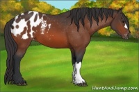 Horse Color:Bay Appaloosa 