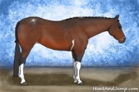 Horse Color:Bay Tobiano Blanket 