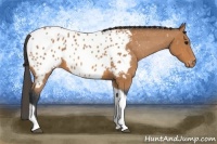 Horse Color:Bay Tobiano Appaloosa 