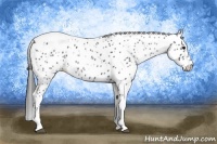 Horse Color:Black Tobiano Leopard 