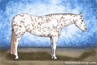 Horse Color:Chestnut Tobiano Frame Appaloosa