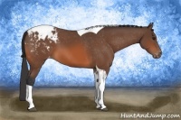 Horse Color:Bay Tobiano Appaloosa 