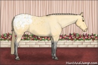 Horse Color:Buckskin Appaloosa 