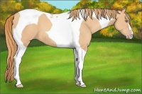 Horse Color:Gold Champagne Tobiano 