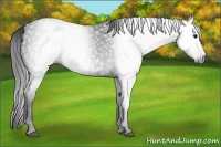 Horse Color:Gray Black 