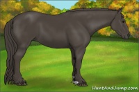 Horse Color:Smoky Black