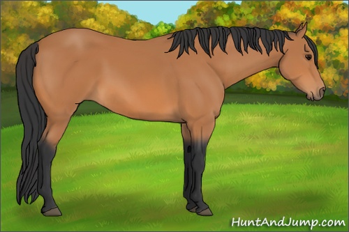 Horse Color: Bay 