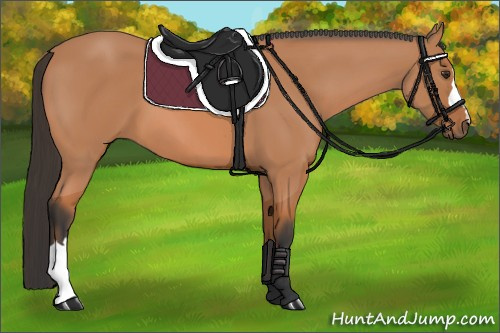 Horse Color: Bay 