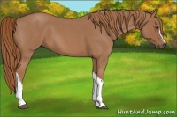 Horse Color:Red Roan 