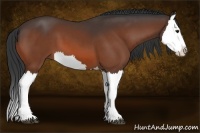 Horse Color:Bay Splash 