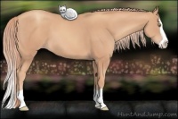 Horse Color:Gold Champagne Splash 