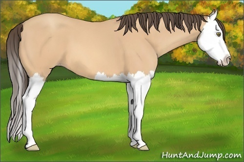 Horse Color: Amber Champagne Splash 