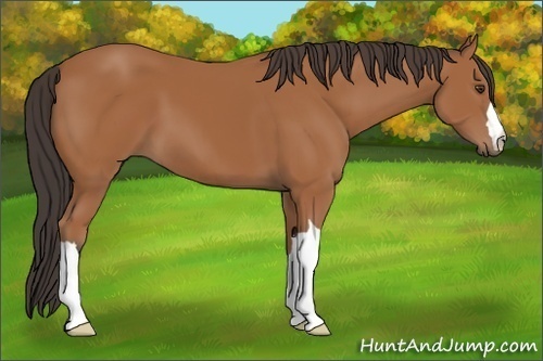 Horse Color: Bay 