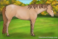 Horse Color:Bay Pearl 