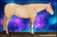 Horse Color:Bay Pearl 