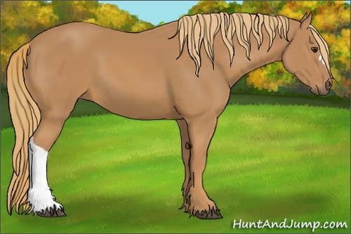 Horse Color: Unknown 