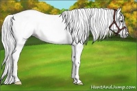 Horse Color:Gray Chestnut 