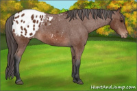 Horse Color:Bay Appaloosa 