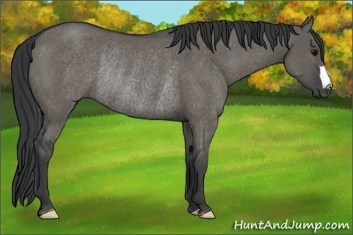 Horse Color: Grullo Rabicano 
