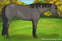 Horse Color:Grullo Rabicano 