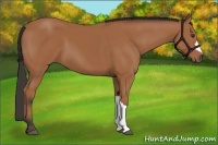 Horse Color:Bay 