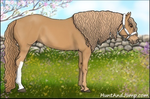 Horse Color: Chestnut 