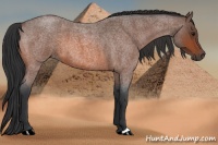 Horse Color:Bay Roan 