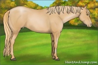 Horse Color:Chestnut Pearl