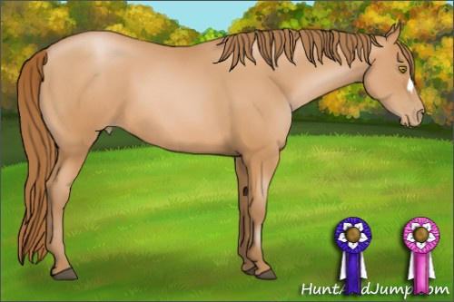 Horse Color: Bay Pearl 