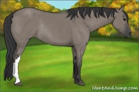 Horse Color:Grullo Rabicano 
