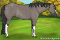 Horse Color:Grullo Rabicano 