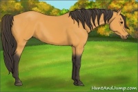 Horse Color:Buckskin 